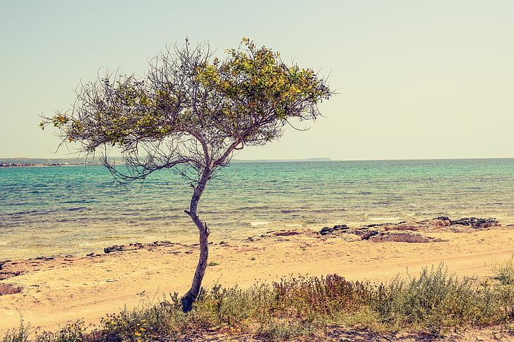 Cipro, Potamos liopetri, albero, spiaggia, mare, paesaggio, paesaggio