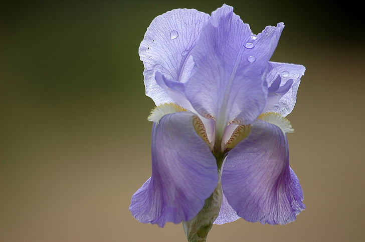 flower, spring, purple, iris
