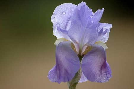 flor, primavera, porpra, Iris
