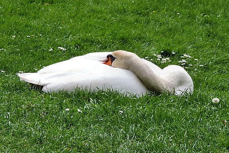 mute swan, swan, meadow, bird, water bird, white
