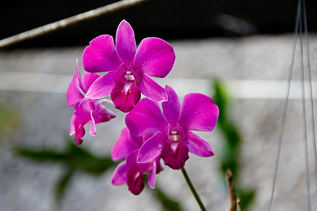 orchids, blossom, bloom, flower, plant, nature, wild orchid