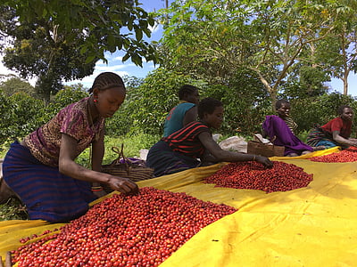 Ethio, kaffe, gård, personer, marknaden, försäljning, frukt