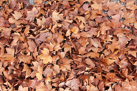 listi, javor, rjava, narave, jeseni, padec, travo groundcover
