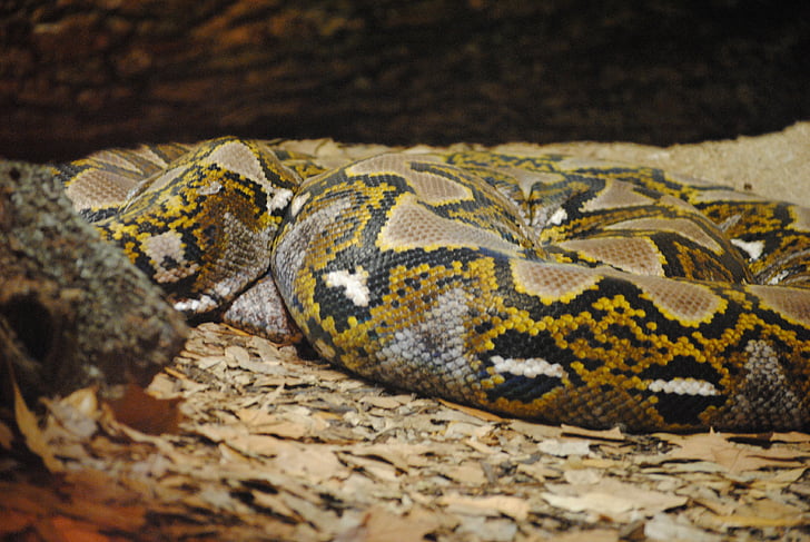 ular, Anaconda, reptil, hewan, liar, Python, hijau