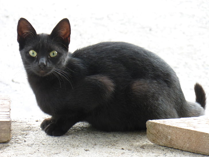 Черна котка, дива котка, котка, животните