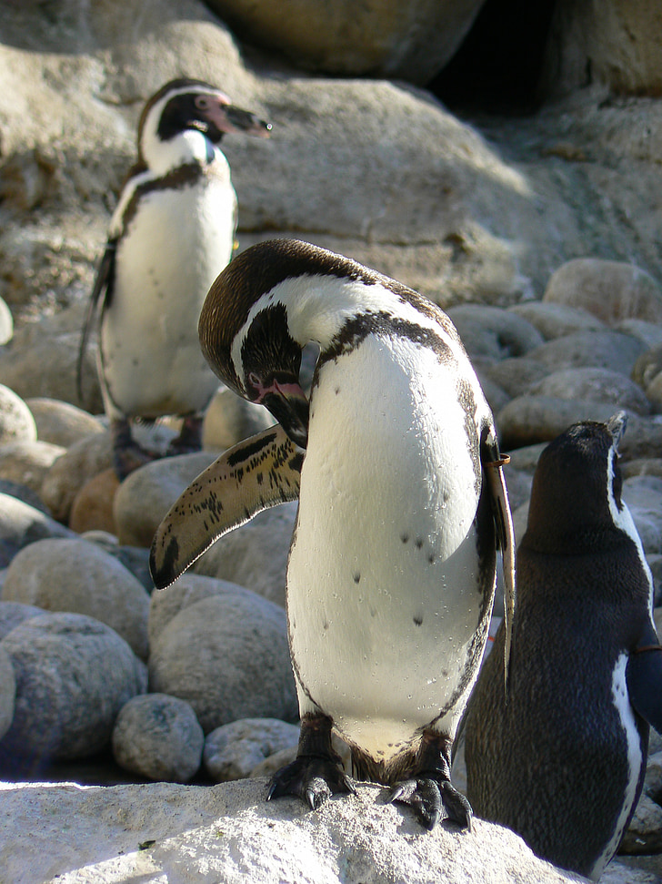 pingviner, Pájaro bobo, Zoo