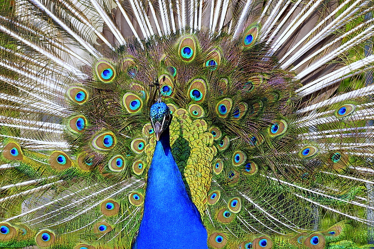 peacock, tail, directly, the front of the, eye, pen, color