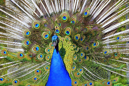 påfugl, hale, direkte, foran den, øye, penn, farge