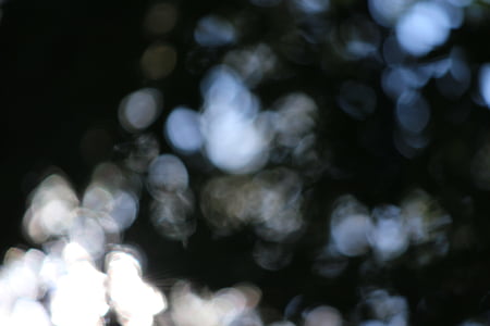 bokeh, forest, background, light, trees, out of focus