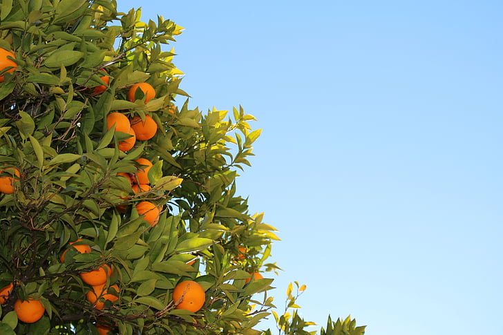 orange, tree, photography, oranges, fruits, leaves, blue