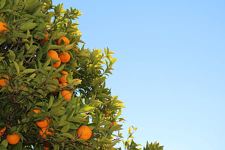 orange, tree, photography, oranges, fruits, leaves, blue