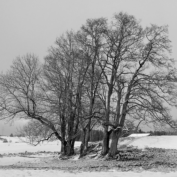 나무, 겨울, 눈, 알가 우, 겨울, 눈 덮인, 프 로스트