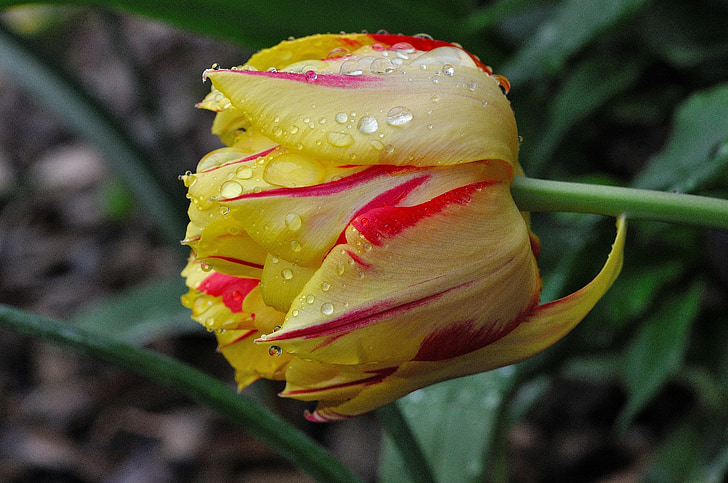 Tulipán, květ, květ, Bloom, žlutá červená, Jarní květina, dešťová kapka