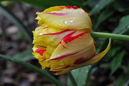 tulipán, virág, Blossom, Bloom, sárga-piros, tavaszi virág, esőcsepp