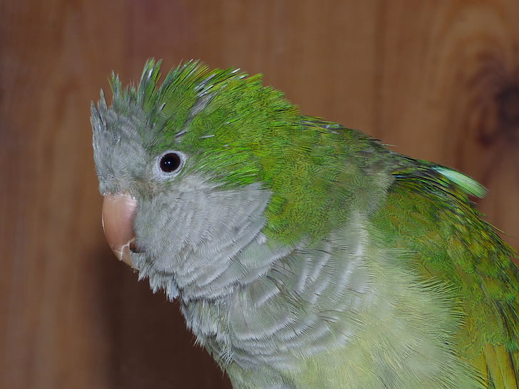 papegaai, Argentinië cotorra, vogel, veren, groen, huisdier, dier