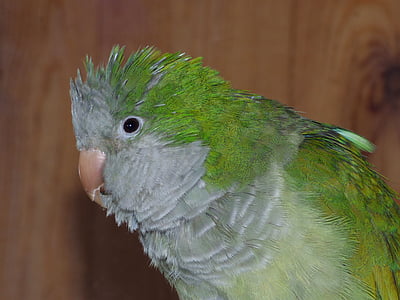 con vẹt, Argentina cotorra, con chim, lông, màu xanh lá cây, vật nuôi, động vật