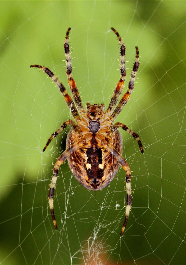 spin, netwerk, Raagbol, insect, sluiten, natuur, Spider macro