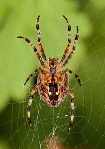 edderkop, netværk, spindelvæv, insekt, Luk, natur, Spider makro