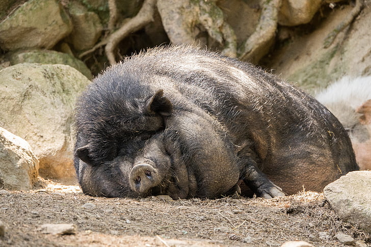 pot bellied pig, pig, fat, tired, bristles, animal, wildlife photography