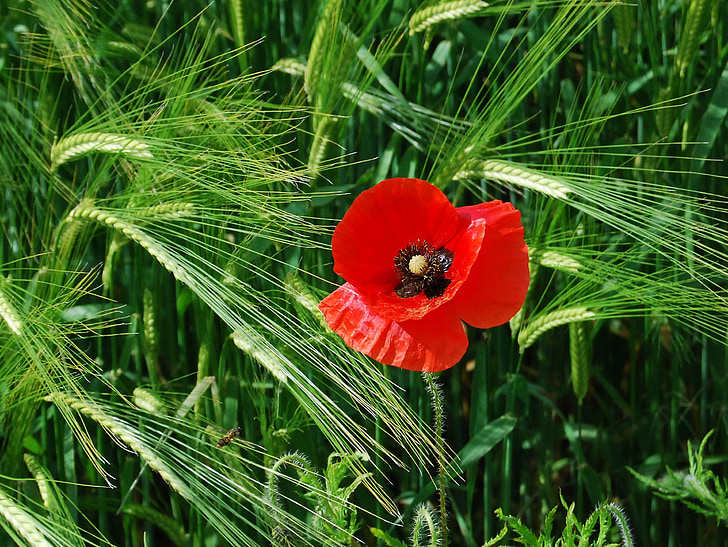 poppy, red, barley, field, meadow, grass, countryside