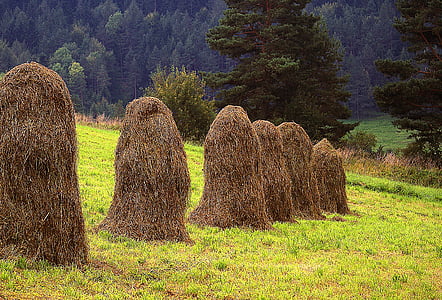 kopki hay, air drying grass, hay, meadow skoszona, meadow, grass drying, stacks