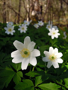 Anemone, Ranunculaceae, kwiat, biały, kwiaty, zawilce, wiosna