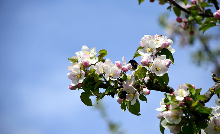 podružnica, jabolčni cvetovi, jablana, pomlad, cvet, cvet, narave
