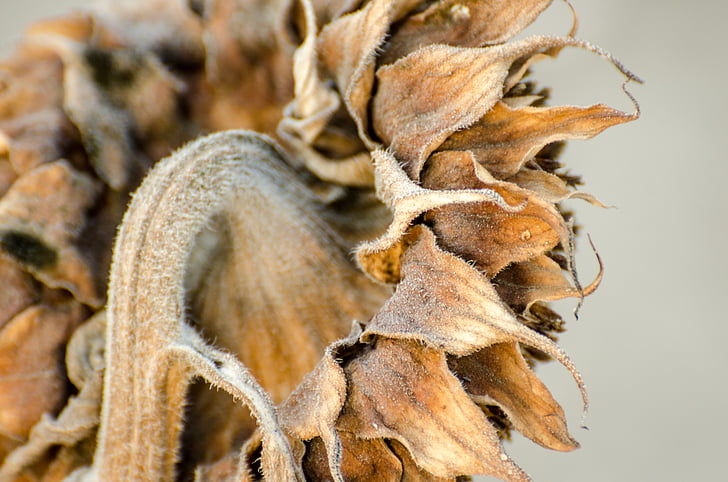 sunflower, dried flower, harvest, browned, crinkle, neutral, colors