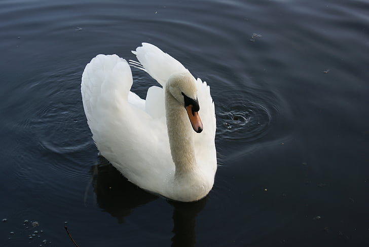 Swan, vit, vatten, naturen, eleganta, skönhet