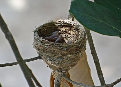 hniezdo, mláďatá, vyliahnuté, biela-throated fantail čiernohlavý, vták, rhipidura albicollis, Dharwad