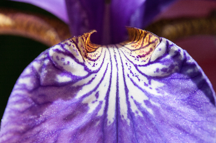 Iris, Iris pseudacorus, purpurfarget iris, anlegget, iridaceae, blomst, hengende blader