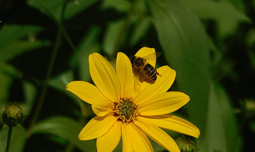abella, en una flor, abella a la flor, groc, abella, flors en, flor, flor