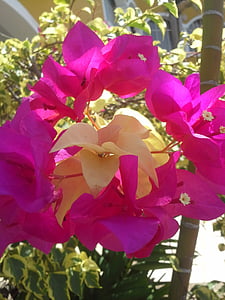 trinitarian, fuchsia flower, flowers, garden, fuchsia, spring, flower