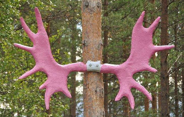Elan, Corn de cerb, Norvegia, Elan antler, roz, colorat, pădure