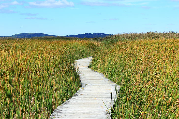 reed, path, away, thicket, walk, marsh plant