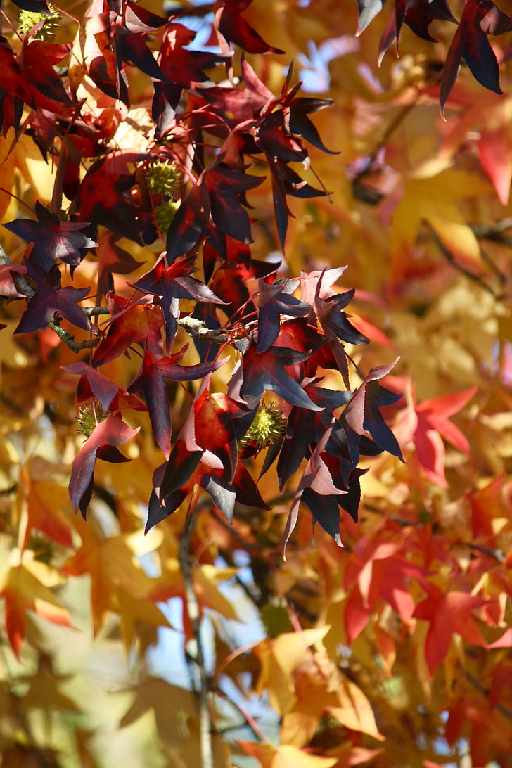 Есен, листа, зеленина, листа, цветове, жълто, дърво