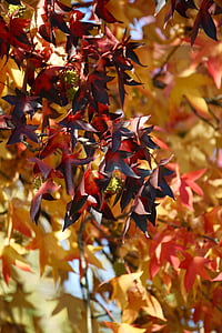 autunno, foglie, fogliame, foglia, colori, giallo, albero