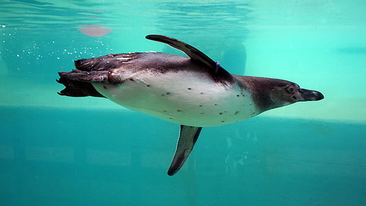 pingouin, Zoo, sous l’eau, ferme de la folie, à l’extérieur, nature, Explorez
