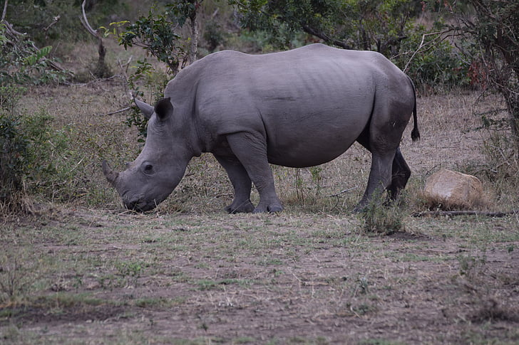 nosorog, Afrika, aminlals, divje, narave, živalstvo