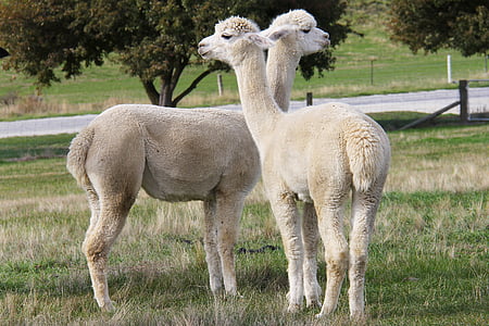 adorable, lamb, alpacas, lavender, farm, beautiful, enchanting