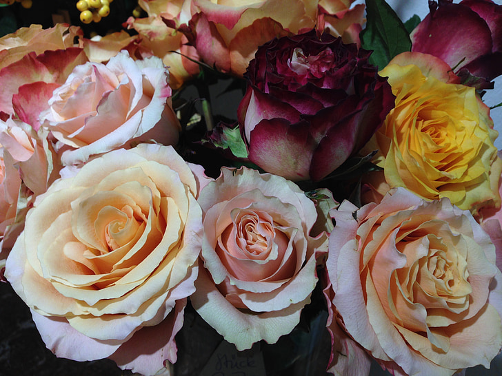 Rózsa, sokszínűség, színes, Blossom, Bloom