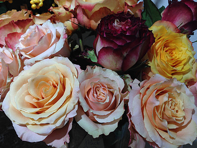 Hoa hồng, sự đa dạng, đầy màu sắc, Blossom, nở hoa