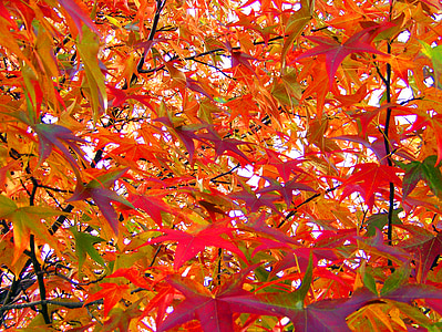 φύλλα, χρώματα, πολύχρωμο, πτώση, το φθινόπωρο, σεζόν, φύλλωμα