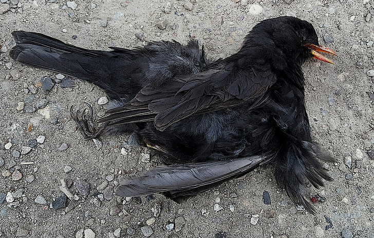 dead blackbird, at the end of life, bird feathers, cartoon style