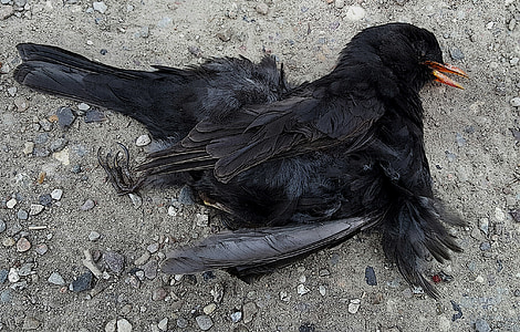 νεκρός κότσυφας, στο τέλος της ζωής, φτερά πουλιών, κινούμενα σχέδια στυλ