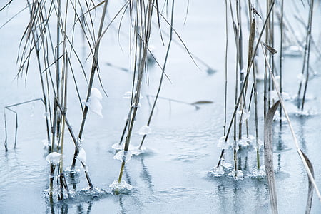 reed, frozen, cold, nature, ice, winter, sea