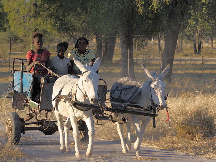 Àfrica, ruc, nens, cistella, carro de burro, Namíbia, animal