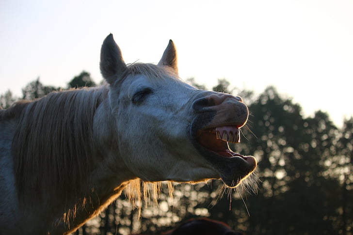 horse, stallion, yawn, evening light, autumn, thoroughbred arabian, horse head