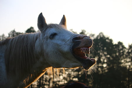 cavall, sementals, badall, llum del capvespre, tardor, pura sang àrab, cap cavall