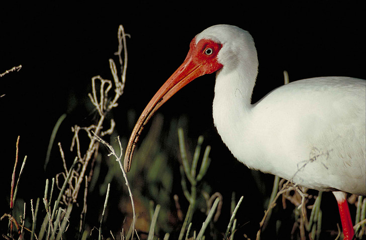 Alba, Eudocimus, ocell, blanc, cos, part, frontal